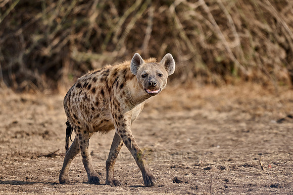 spotted hyena (Crocuta crocuta)
