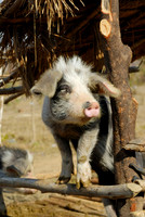 funny domestic pig in a village near Lake Inle
