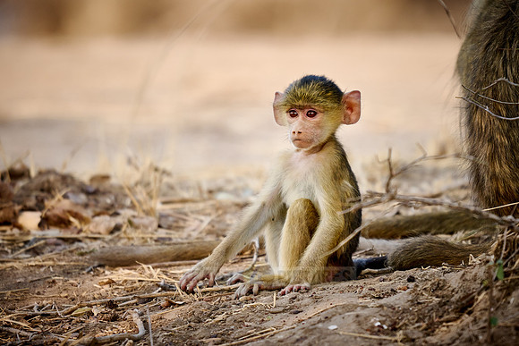 yellow baboon baby (Papio cynocephalus)