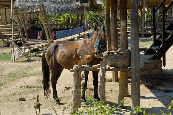 trekking around Lake Inle