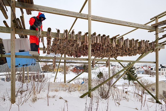 dry fish hanging in Henningsvær, Lofoten