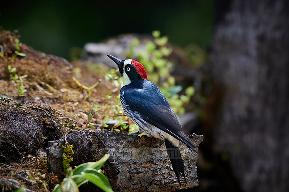acorn woodpecker (Melanerpes formicivorus)