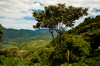 rainforest landscape on gorilla trekking