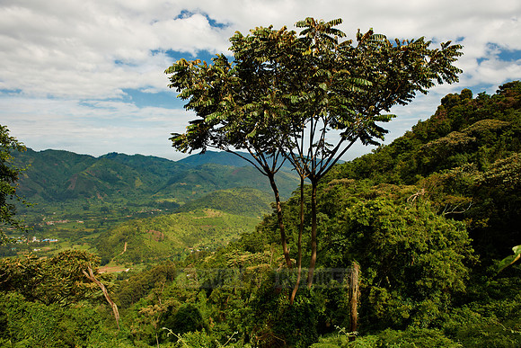 rainforest landscape on gorilla trekking