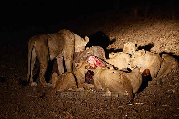 night shot pride of lioness (Panthera leo) at buffalo kill