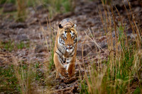 Bengal tiger (Panthera tigris tigris)