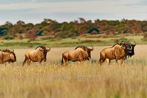 Blue wildebeests, Mabuasehube