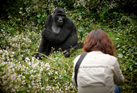 tourist with Mountain Gorilla