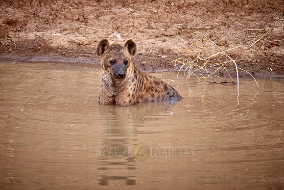 spotted hyena (Crocuta crocuta) taking a bath