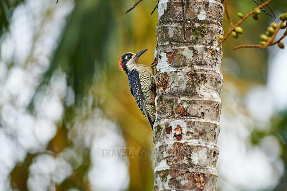 black-cheeked woodpecker (Melanerpes pucherani)