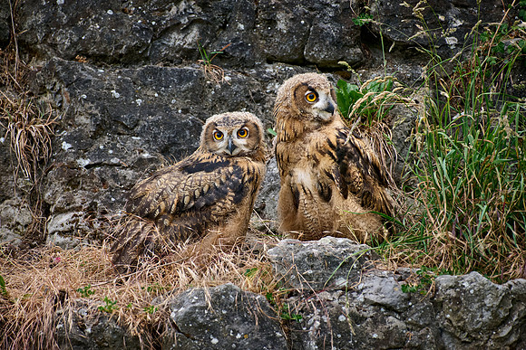 Eurasian eagle-owl (Bubo bubo), two youngster on a rock