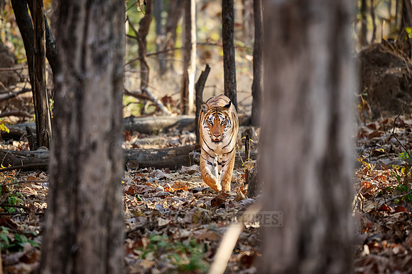Bengal tiger (Panthera tigris tigris)