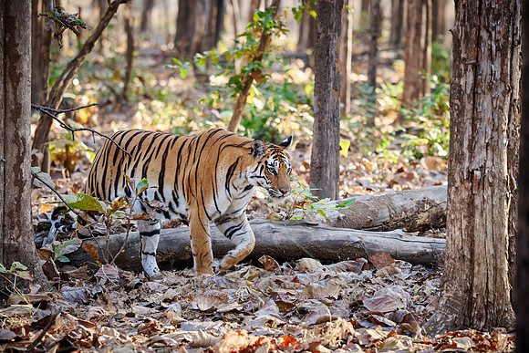 Bengal tiger (Panthera tigris tigris)