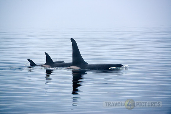 Resident Killer whales