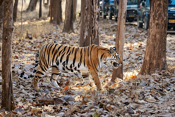 Bengal tiger (Panthera tigris tigris)