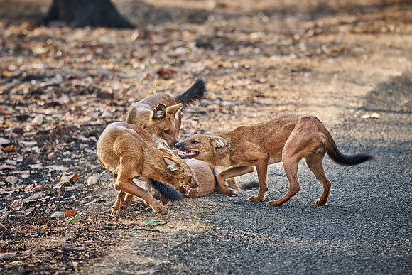 pack of dhole (Cuon alpinus) or indian wild dog