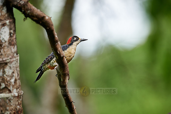 black-cheeked woodpecker (Melanerpes pucherani)