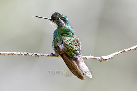 male white-throated mountaingem or white-throated mountain-gem (Lampornis castaneoventris)