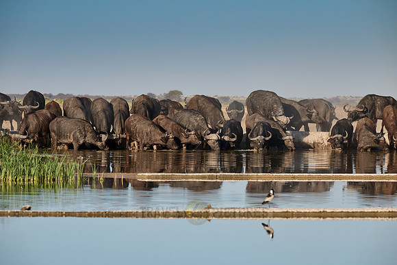 herd of African buffalos at waterhole