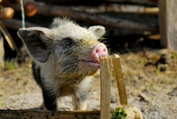 funny domestic pig in a village near Lake Inle