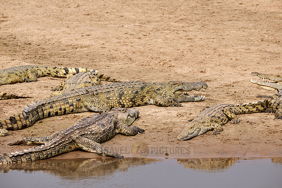 Large group of Nile crocodiles (Crocodylus niloticus) on a sandbank of the Luangwa River