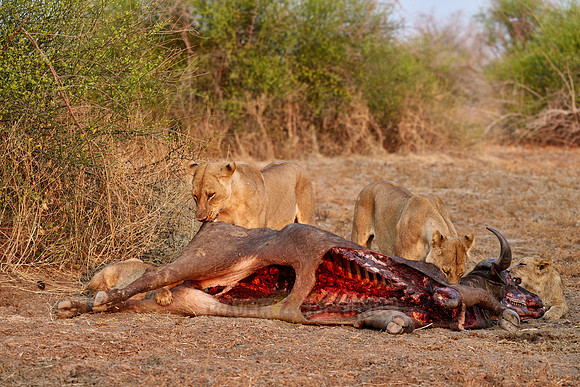 pride of lioness (Panthera leo) at buffalo kill