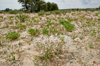 vleilelie, Nerine laticoma