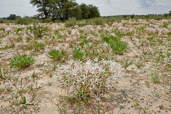 vleilelie, Nerine laticoma