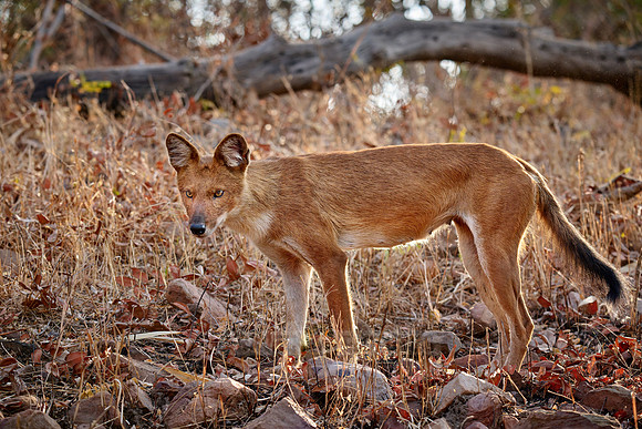 dhole (Cuon alpinus) or indian wild dog