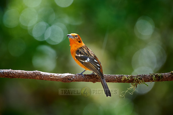 male Flame-colored Tanager (Piranga bidentata)