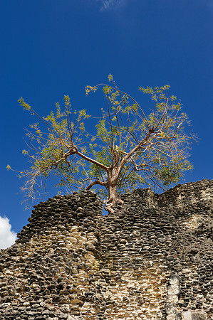 in wall grown tree