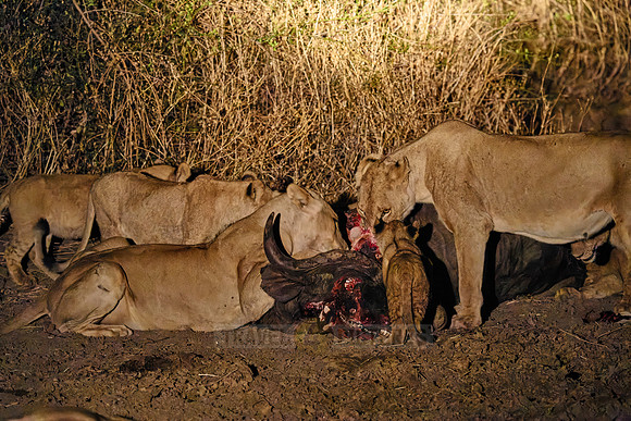 night shot pride of lioness (Panthera leo) at buffalo kill
