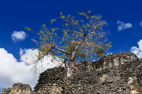 in wall grown tree