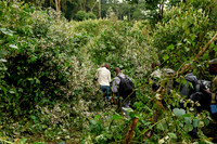 Gorilla trekking