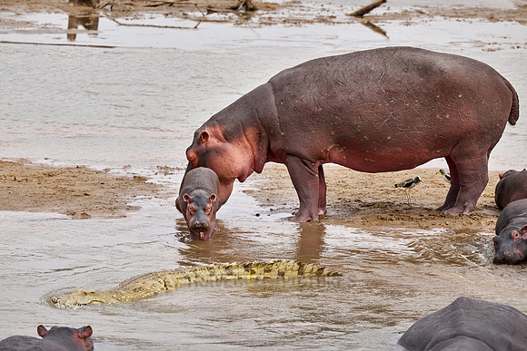 crocodile near hippo (Hippopotamus amphibius) with baby in Luangwa river