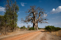 African baobab, Adansonia digitata