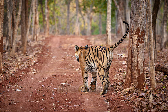 Bengal tiger (Panthera tigris tigris)