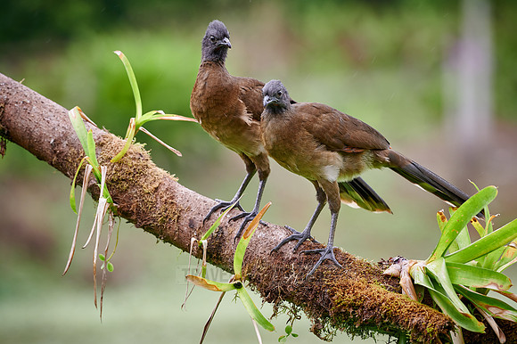 two grey-headed chachalaca (Ortalis cinereiceps)
