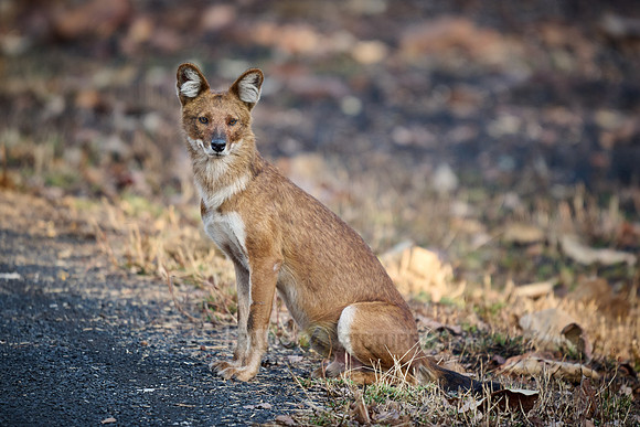 dhole (Cuon alpinus) or indian wild dog