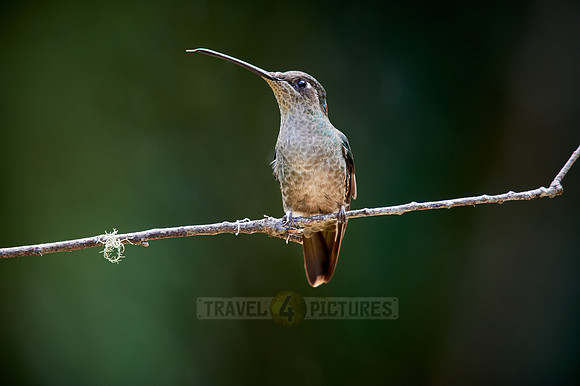 Talamanca hummingbird or Magnificent hummingbird (Eugenes spectabilis)