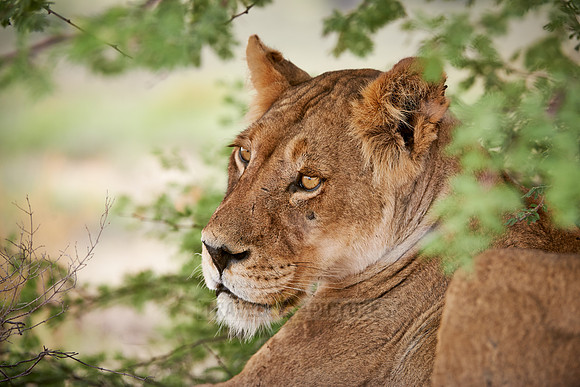 female lion (Panthera leo)