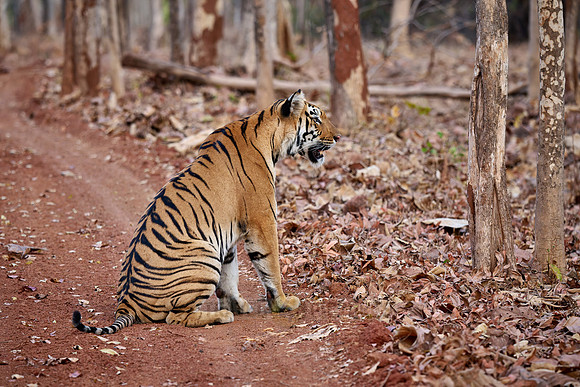 Bengal tiger (Panthera tigris tigris)