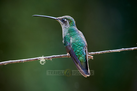 Talamanca hummingbird or Magnificent hummingbird (Eugenes spectabilis)