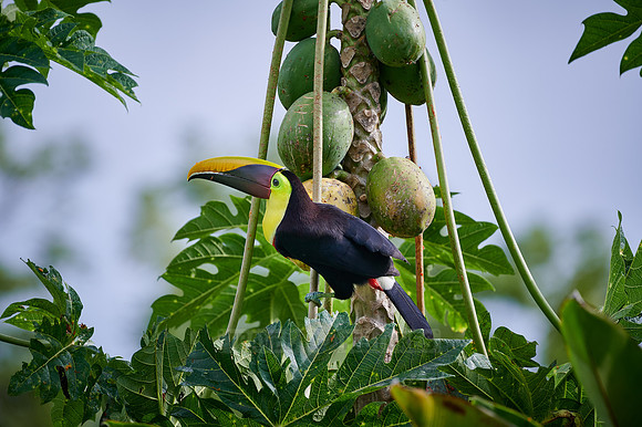 chestnut-mandibled toucan or Swainson's toucan steeling Papaya