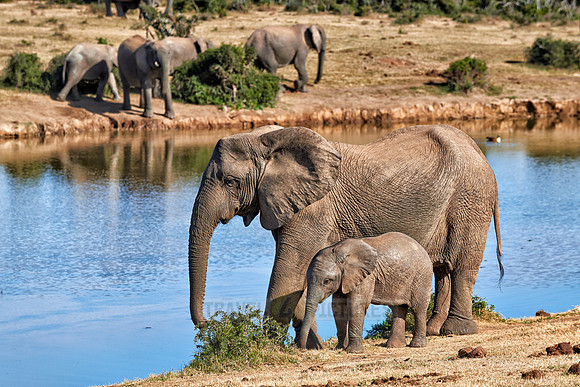 African bush elephants with youngster