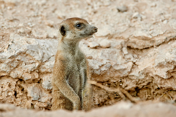 meerkat or suricate, Suricata suricatta