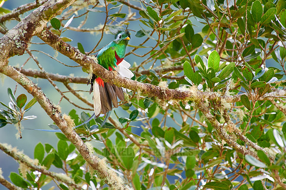 brightly colorful male Resplendent quetzal on a wild avocado tree