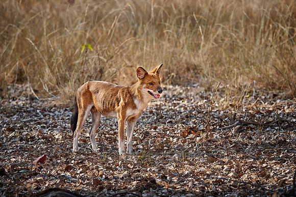 dhole (Cuon alpinus) or indian wild dog