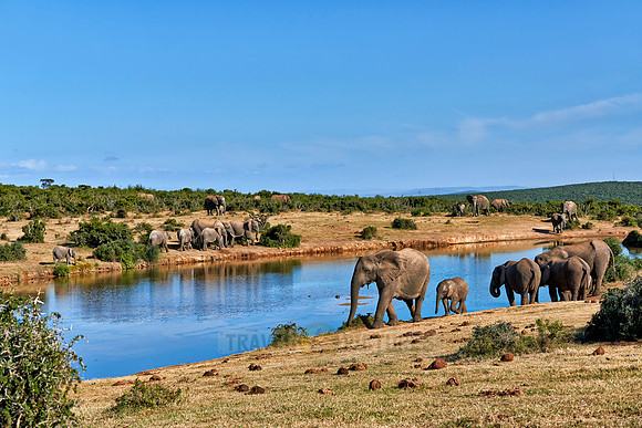 herd of African bush elephant