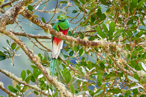 brightly colorful male Resplendent quetzal on a wild avocado tree